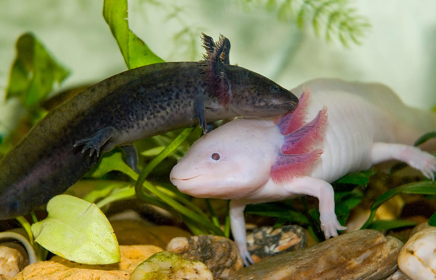 Axolotl San Diego Zoo Animals Plants