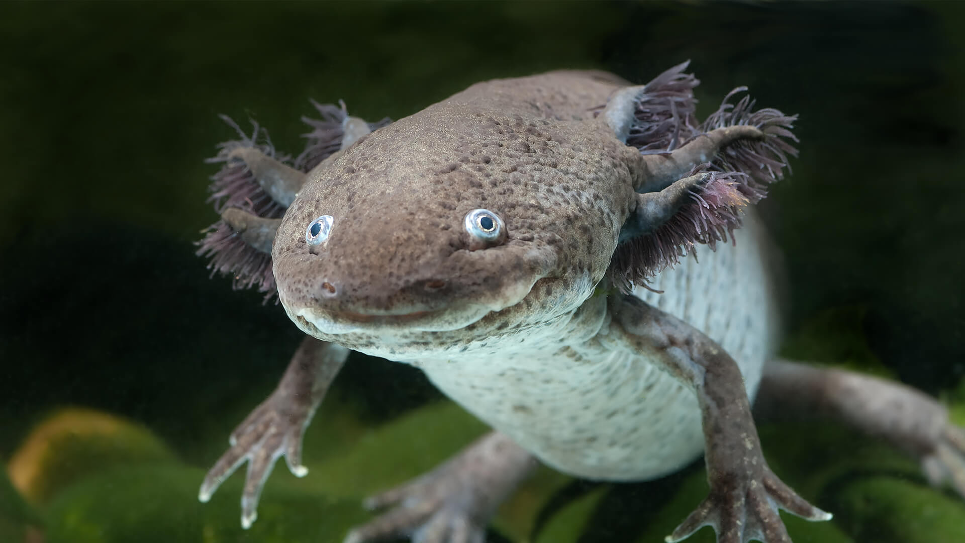 Axolotl San Diego Zoo Animals Plants