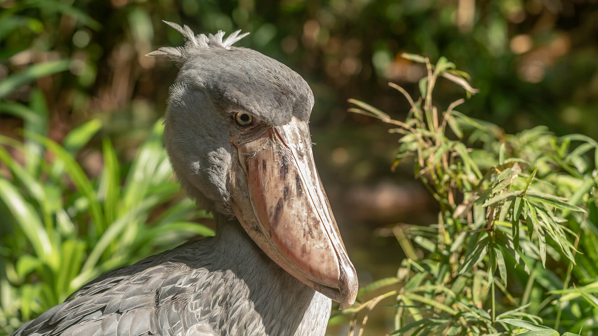 shoebill stork height