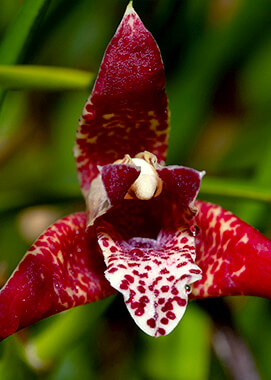 Maxillaria tenuifolia