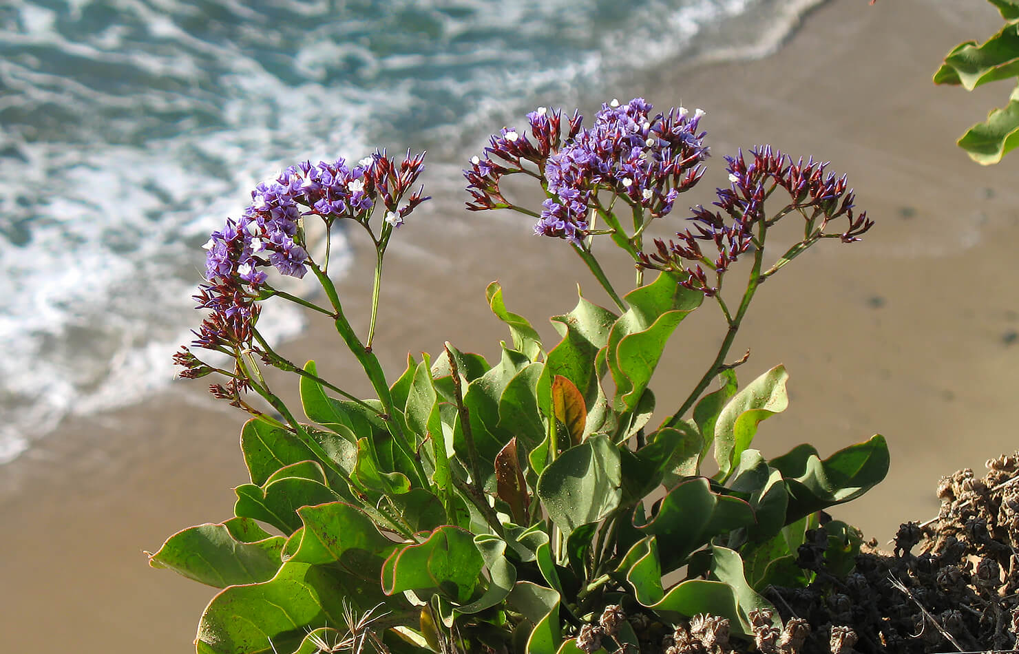 Sea Lavender San Diego Zoo Animals Plants