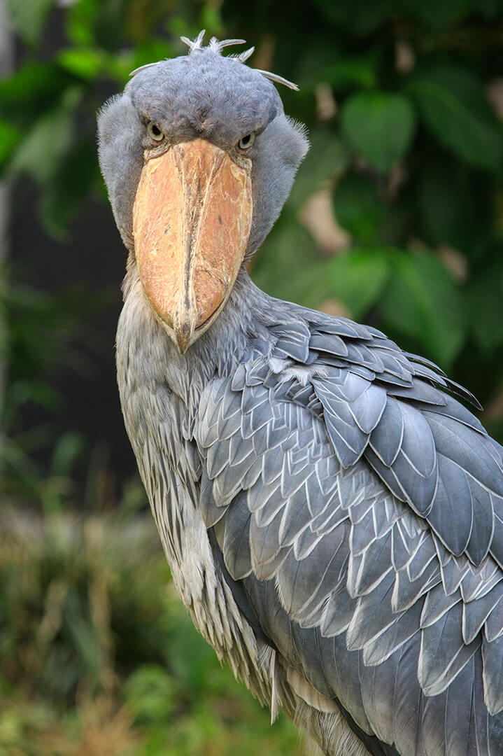 shoebill stork zoo