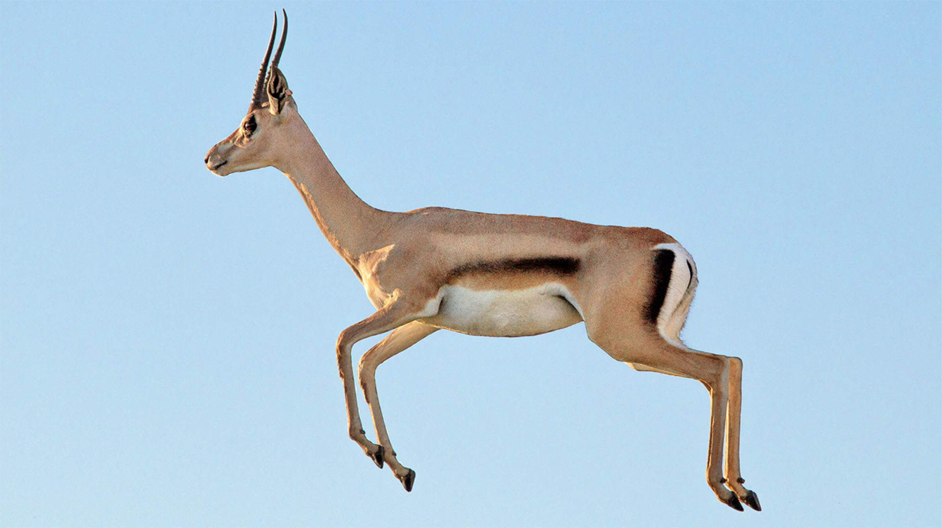 Gazelle leaping