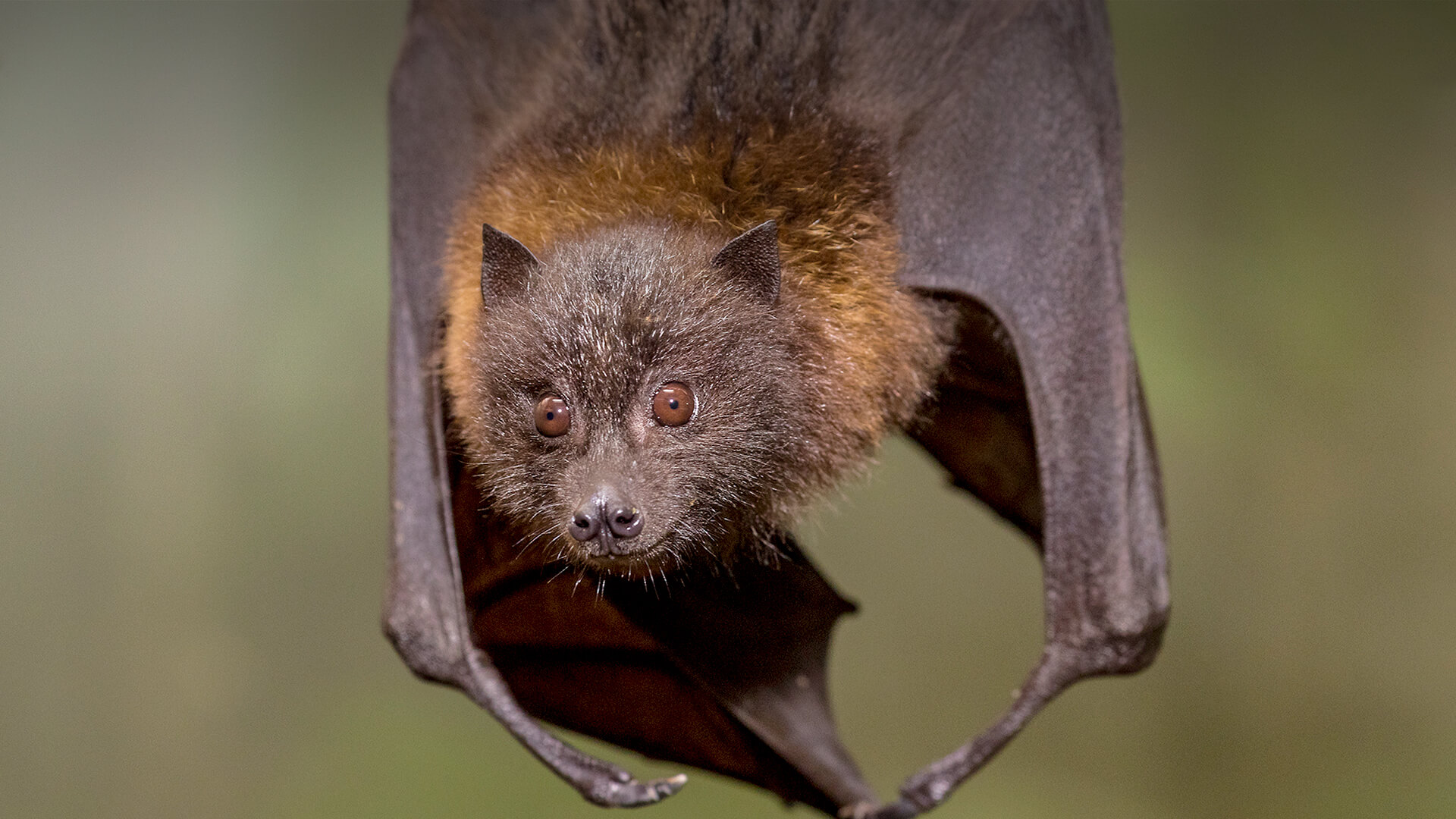Rodrigues Fruit Bat | San Diego Zoo Animals & Plants