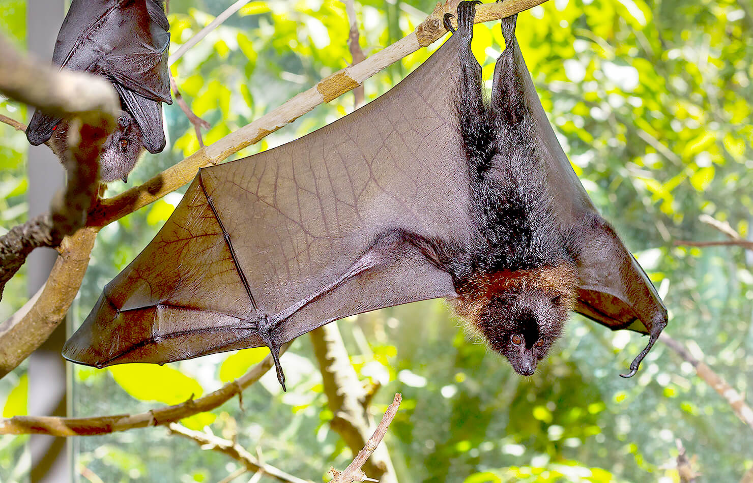 Fruit Bat Wings Fruit Bat Wings