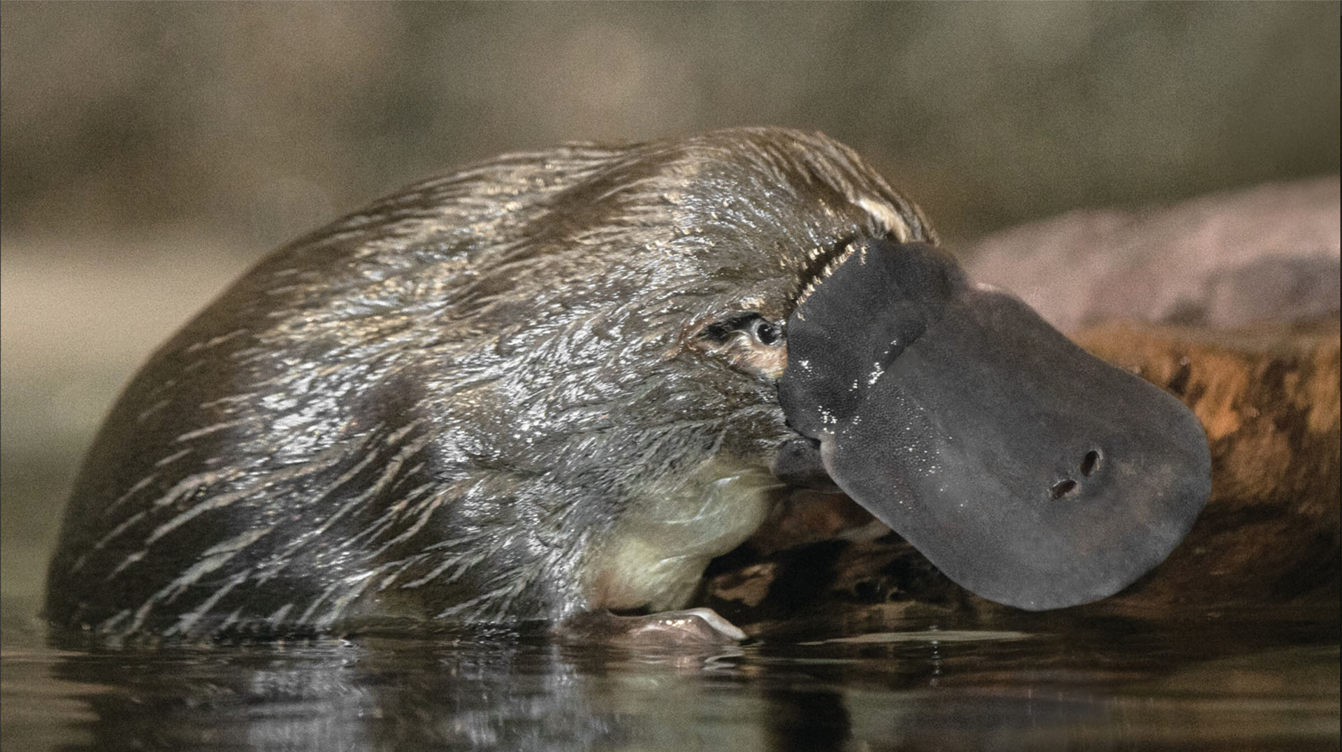 are platypus endangered species