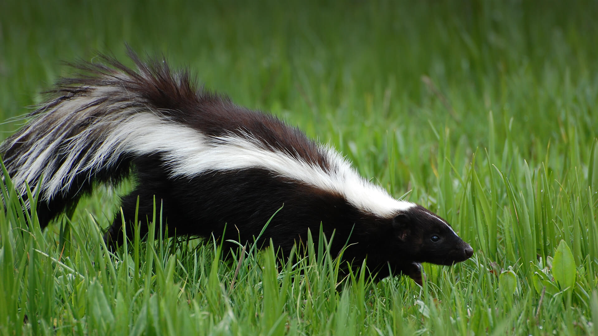Striped skunk walking across green grass.