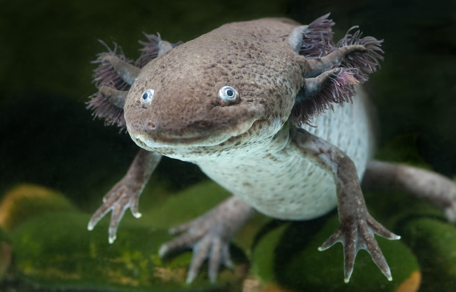 white slime algae and high ammonia  : Newts and Salamanders  Portal