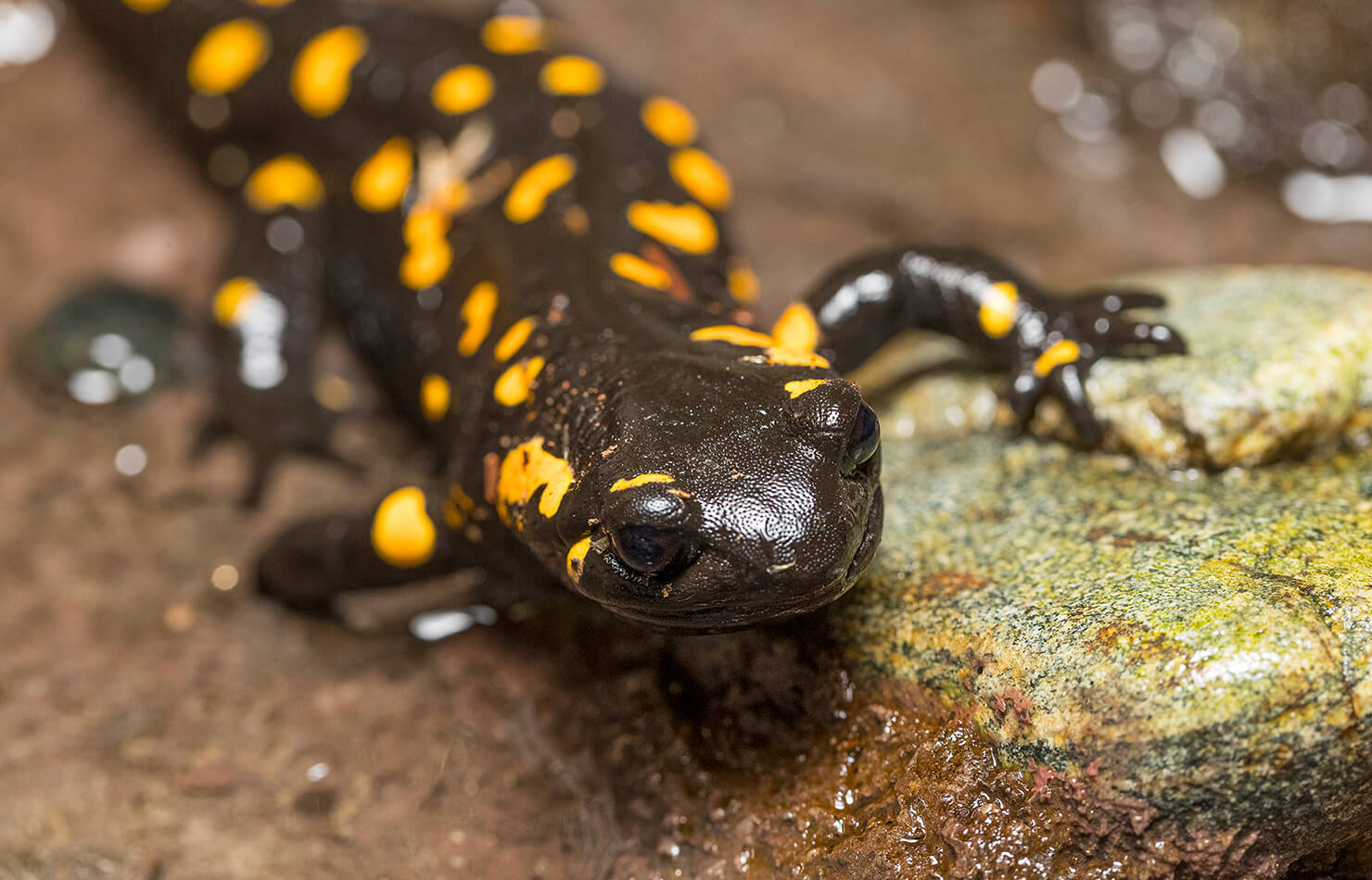 pet salamanders types