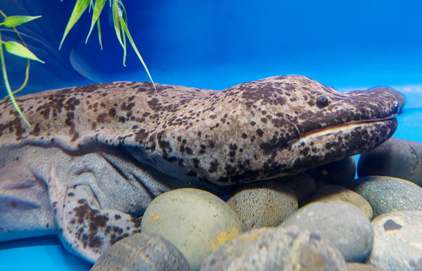 Chinese Giant Salamander | San Diego Zoo Animals & Plants