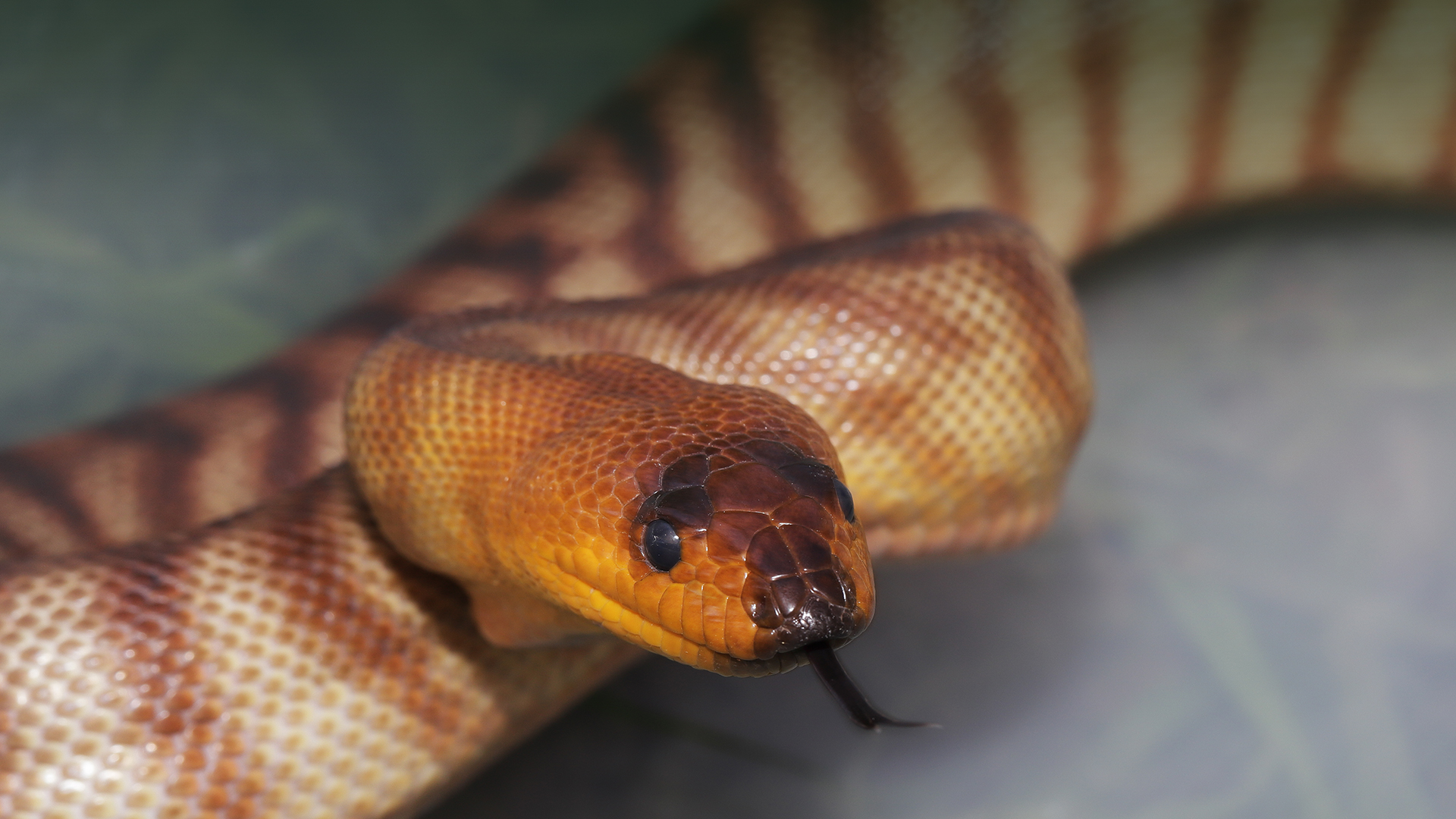 Woma Python | San Diego Zoo Animals & Plants