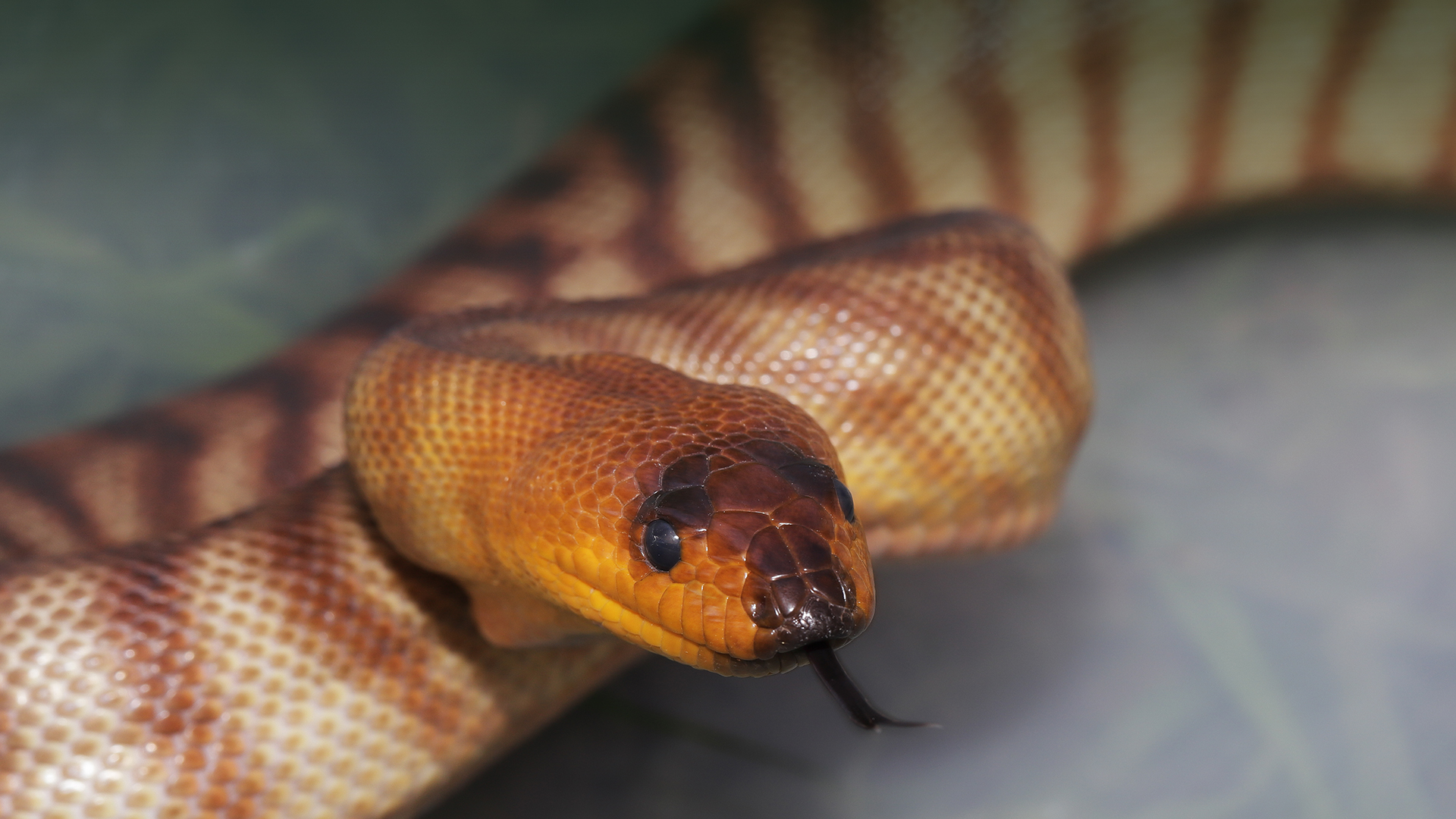 Topaz Tanami Woma Python