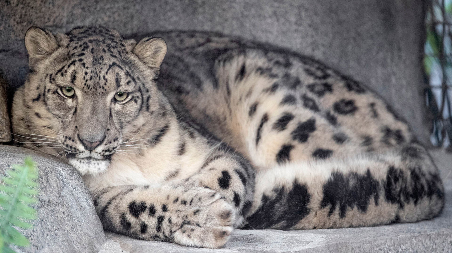 Snow Leopard at San Diego Zoo
