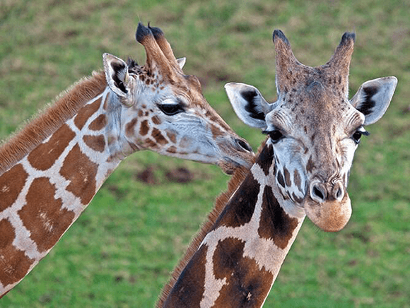 Live Cams | San Diego Zoo Animals & Plants