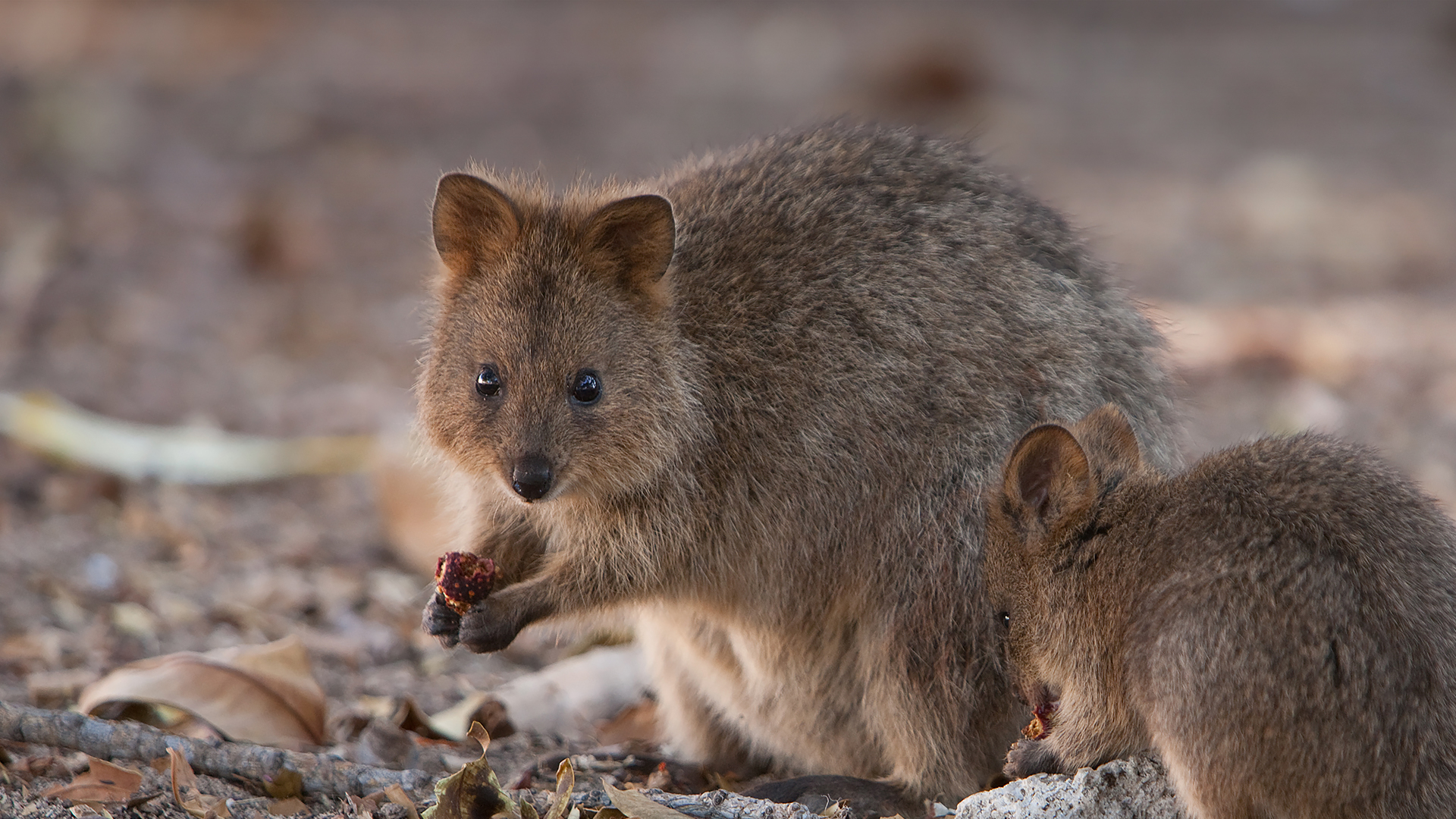 Quokka mom and baby eating fruit.