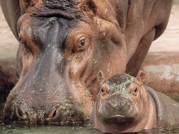 hippo mom with baby