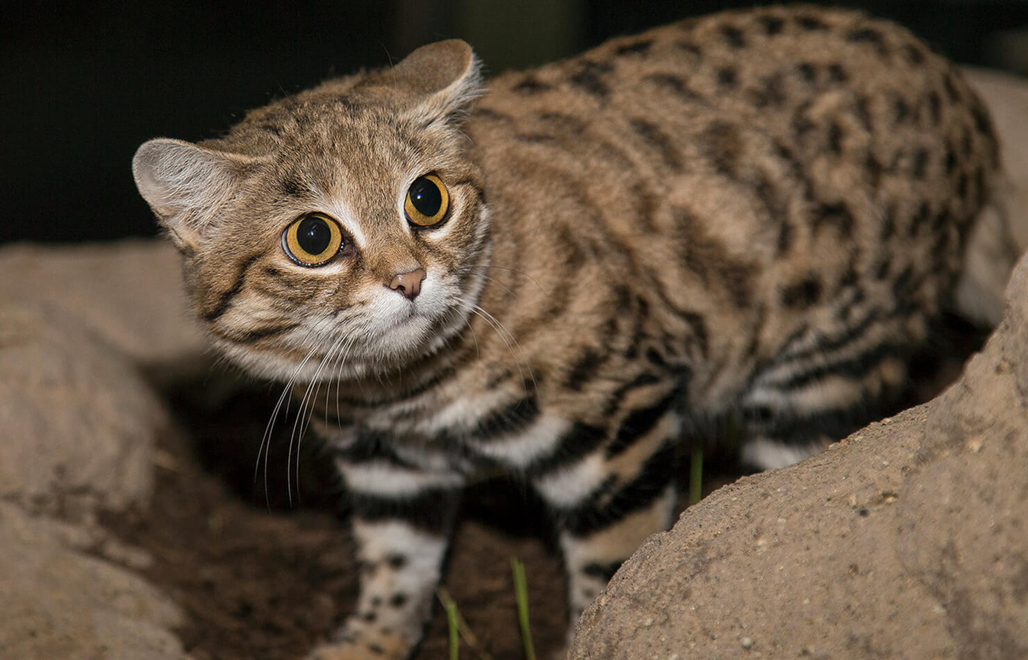 Small Cat | San Diego Zoo Animals & Plants