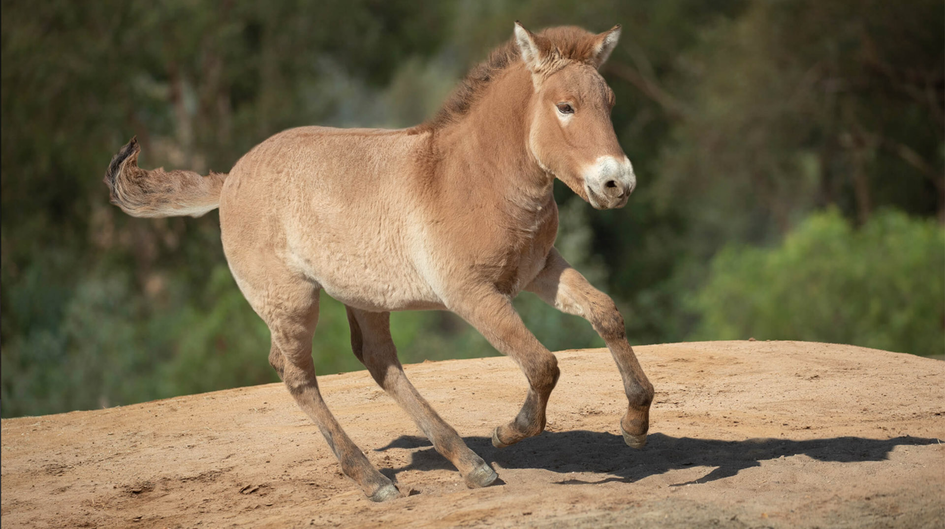 Przewalski's horse