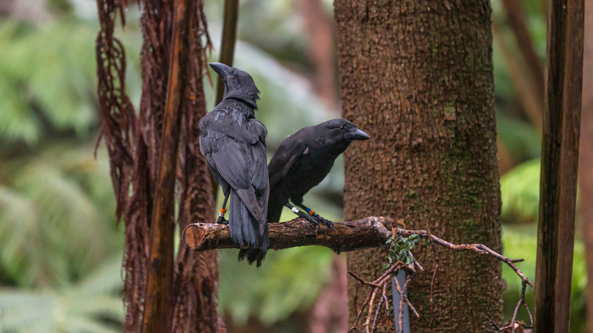 Two 'alala birds stand on a branch in a tropical forrest. 