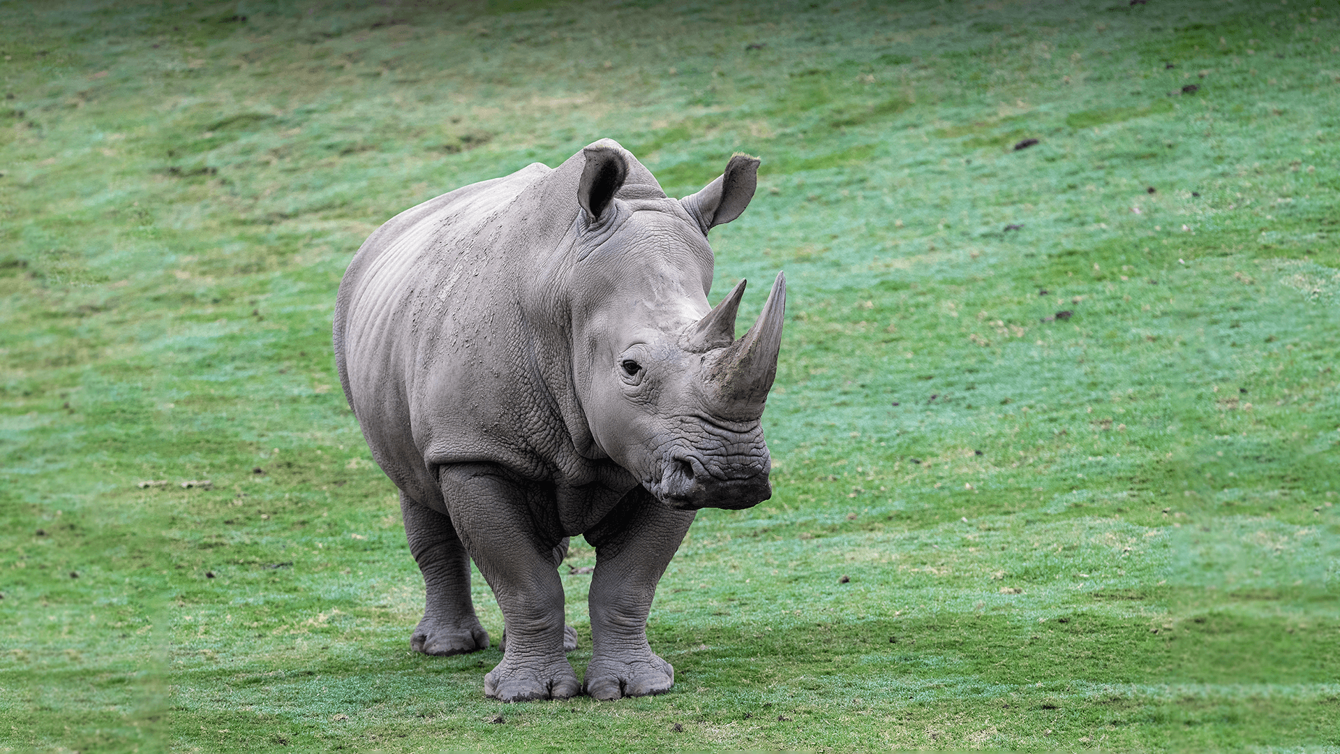 A southern white rhino stands in a grass field and looks slightly to the right.