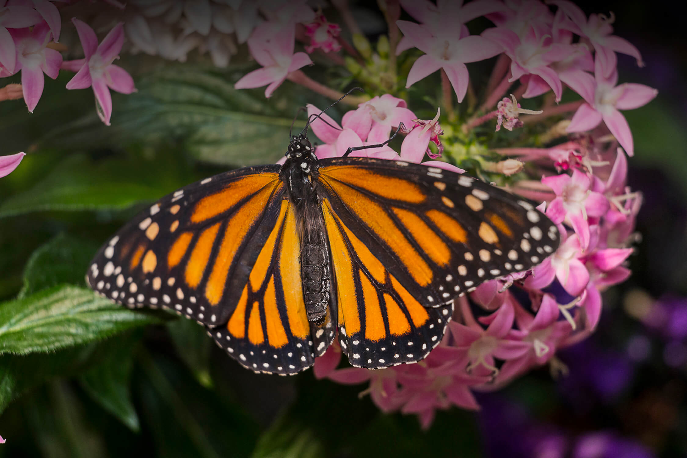 A monarch butterfly rests on a pink flower and spreads its wings. 
