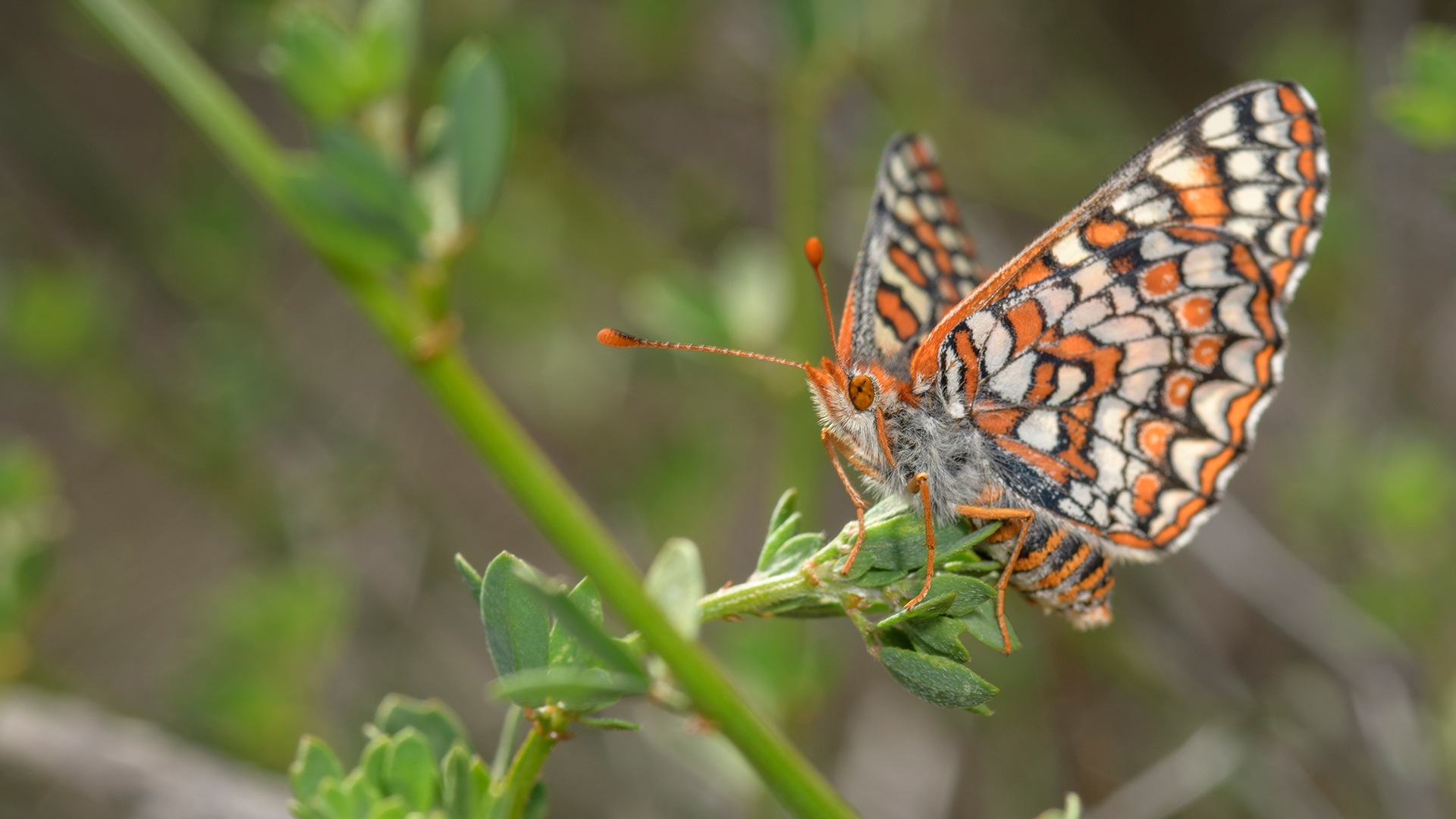 Quino Checkerspot Butterfly