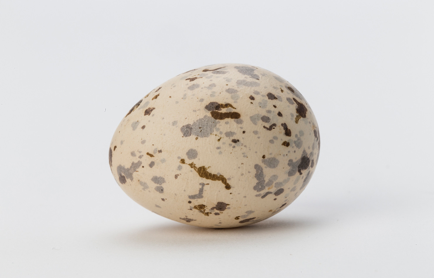 Andean cock-of-the-rock egg