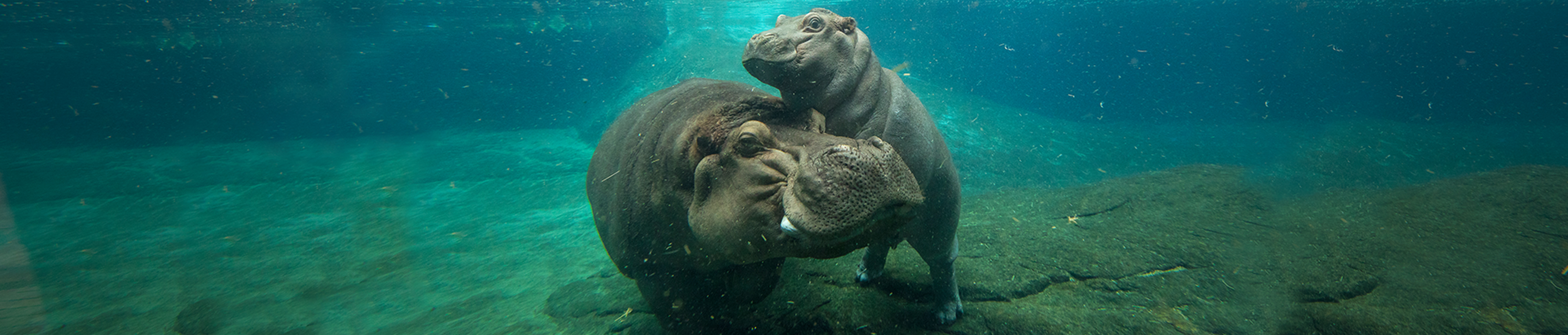 hippo-san-diego-zoo-animals-plants