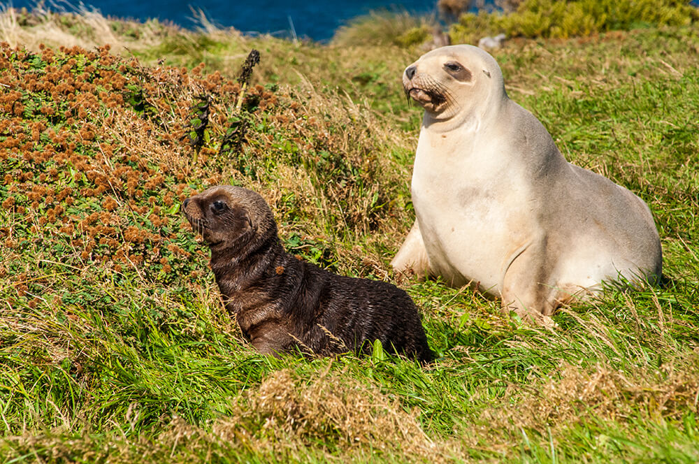 Hooker's sea lion with a pup