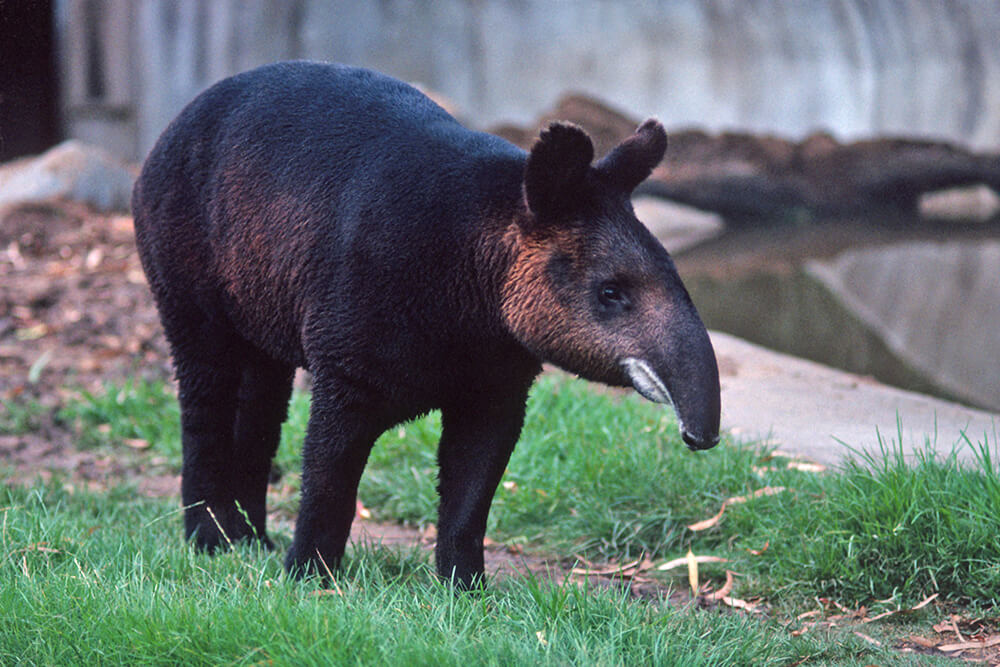 Mountain tapir