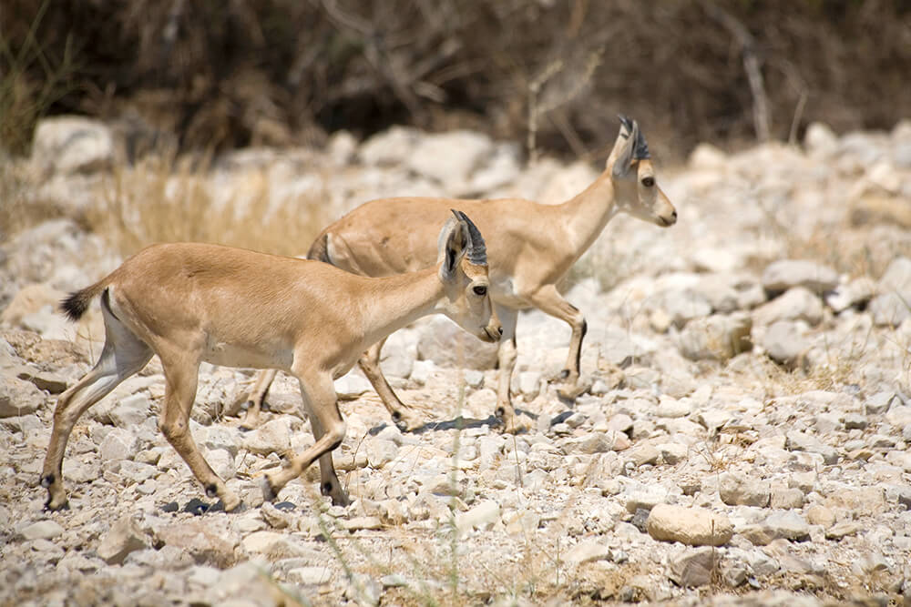 A pair of female Nubian ibex.