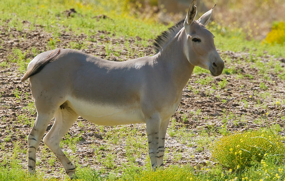 Somali Wild Ass | San Diego Zoo Animals &amp; Plants