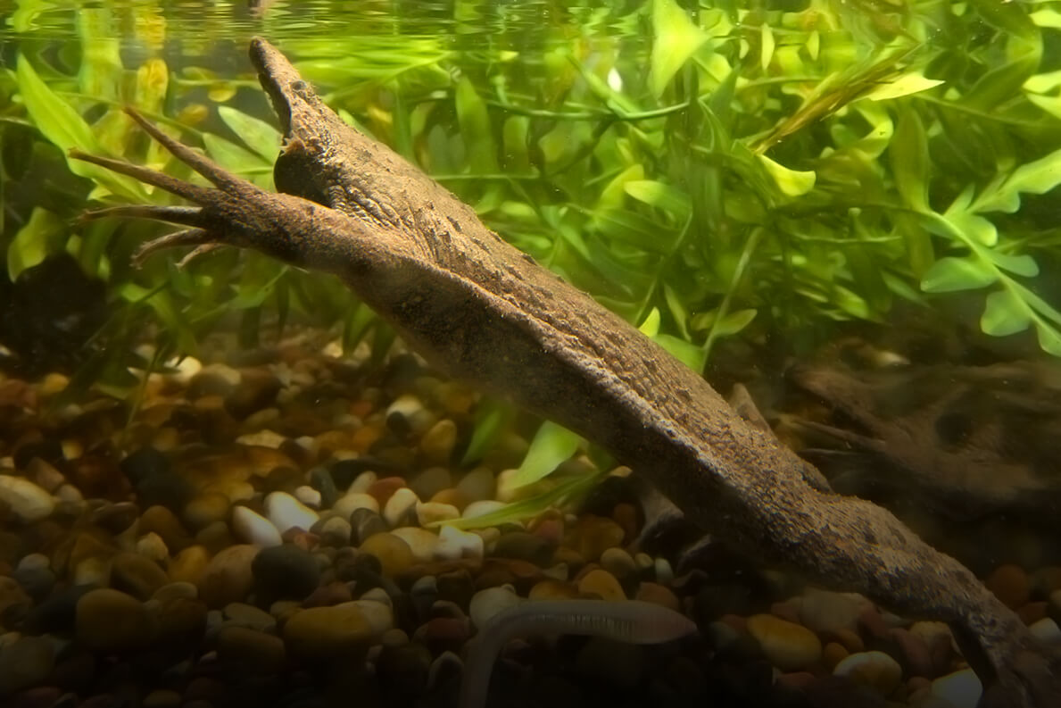 Surinam toads have flat bodies