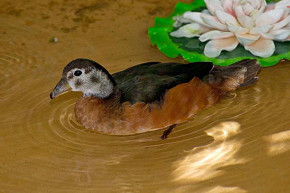 Female African pygmy goose