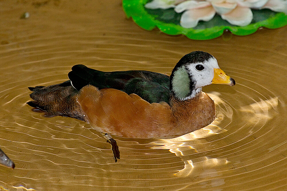 brown african goose male