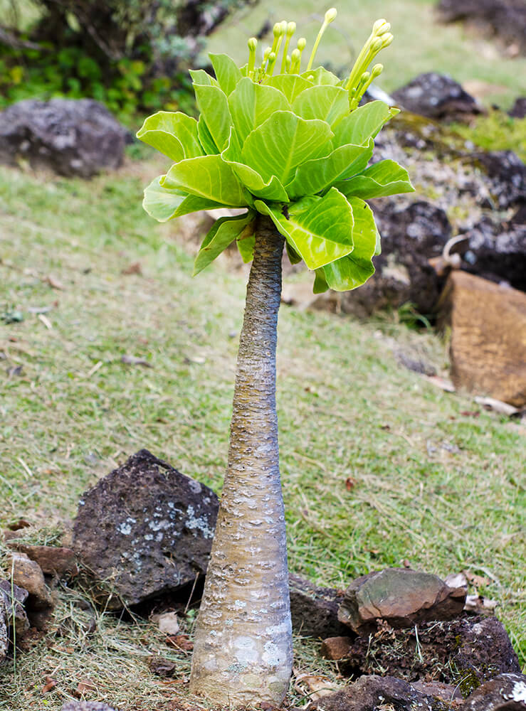 A single alula surrounded by a ring of lava rocks grows on a grass lawn in Hawaii.