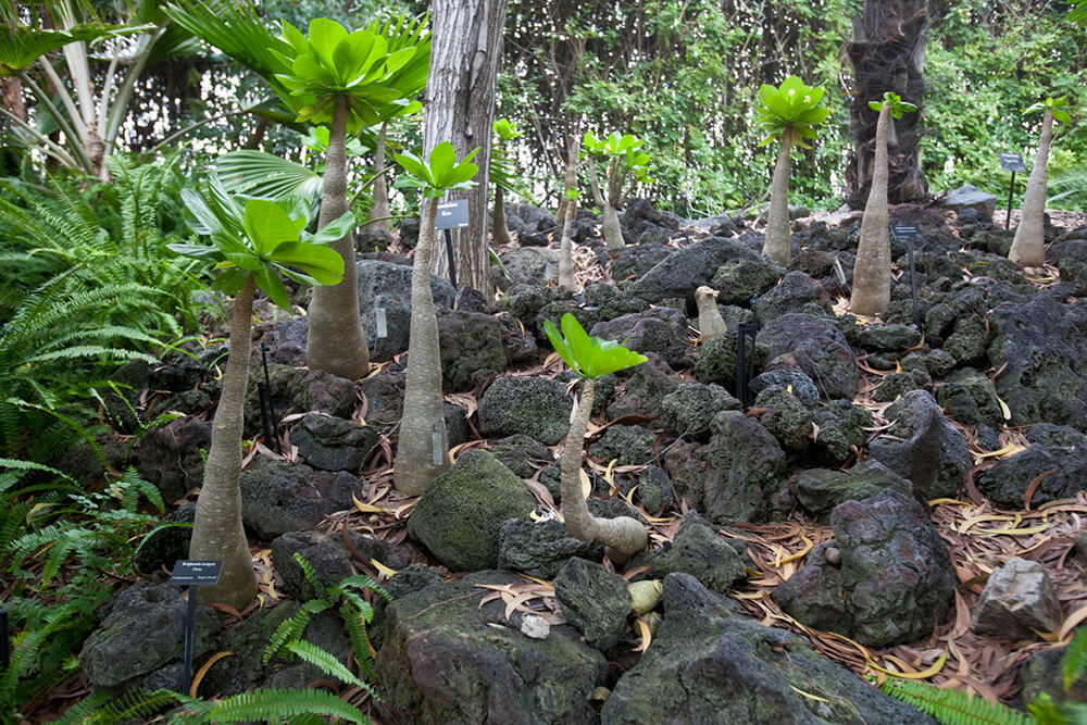 Alula growing amongst moss covered lava rocks in the Hawaiian garden at the San Diego Zoo.