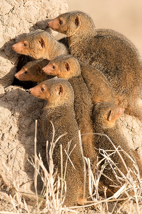 Dwarf mongooses hiding near a termite mound, Tanzania.