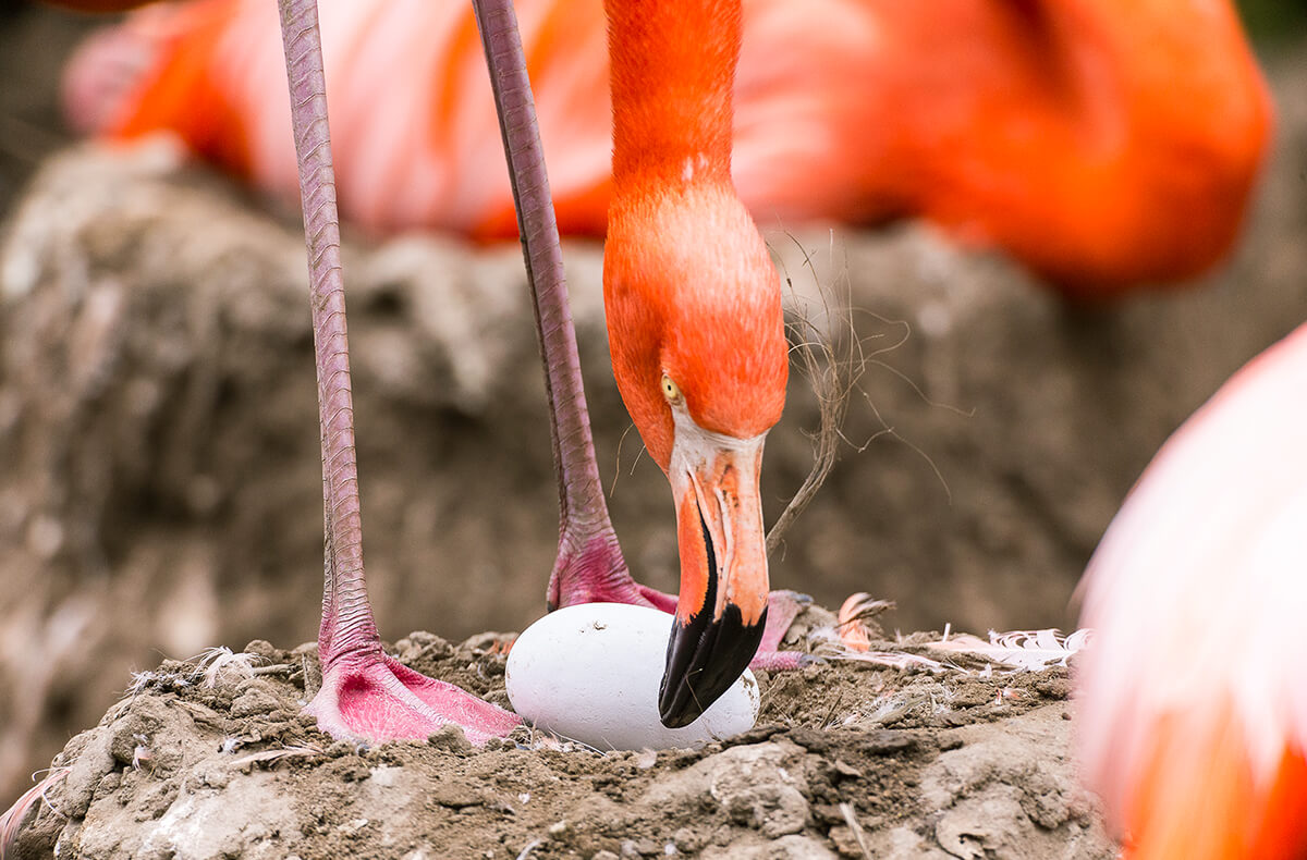 Caribbean flamingo parent with egg on mud nest