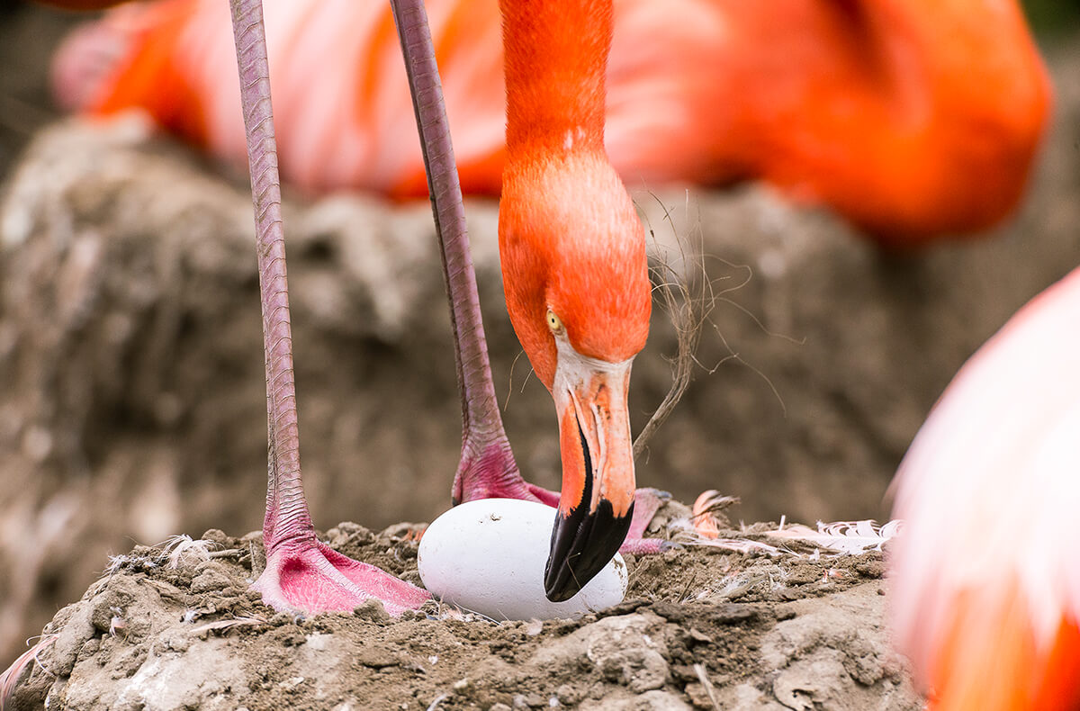 Flamingo | San Diego Zoo Animals & Plants