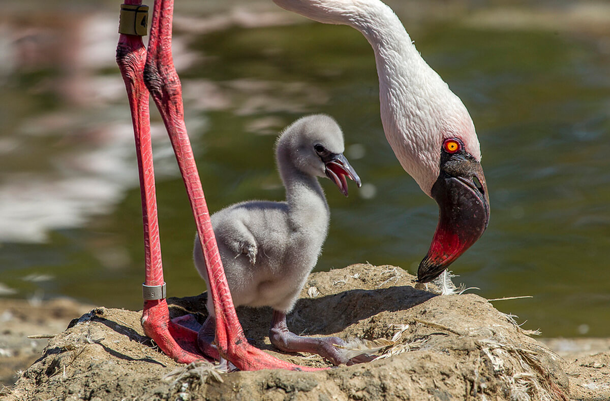 MedArtSal] Did you know that the pink colour of flamingos comes from the  salt flats?