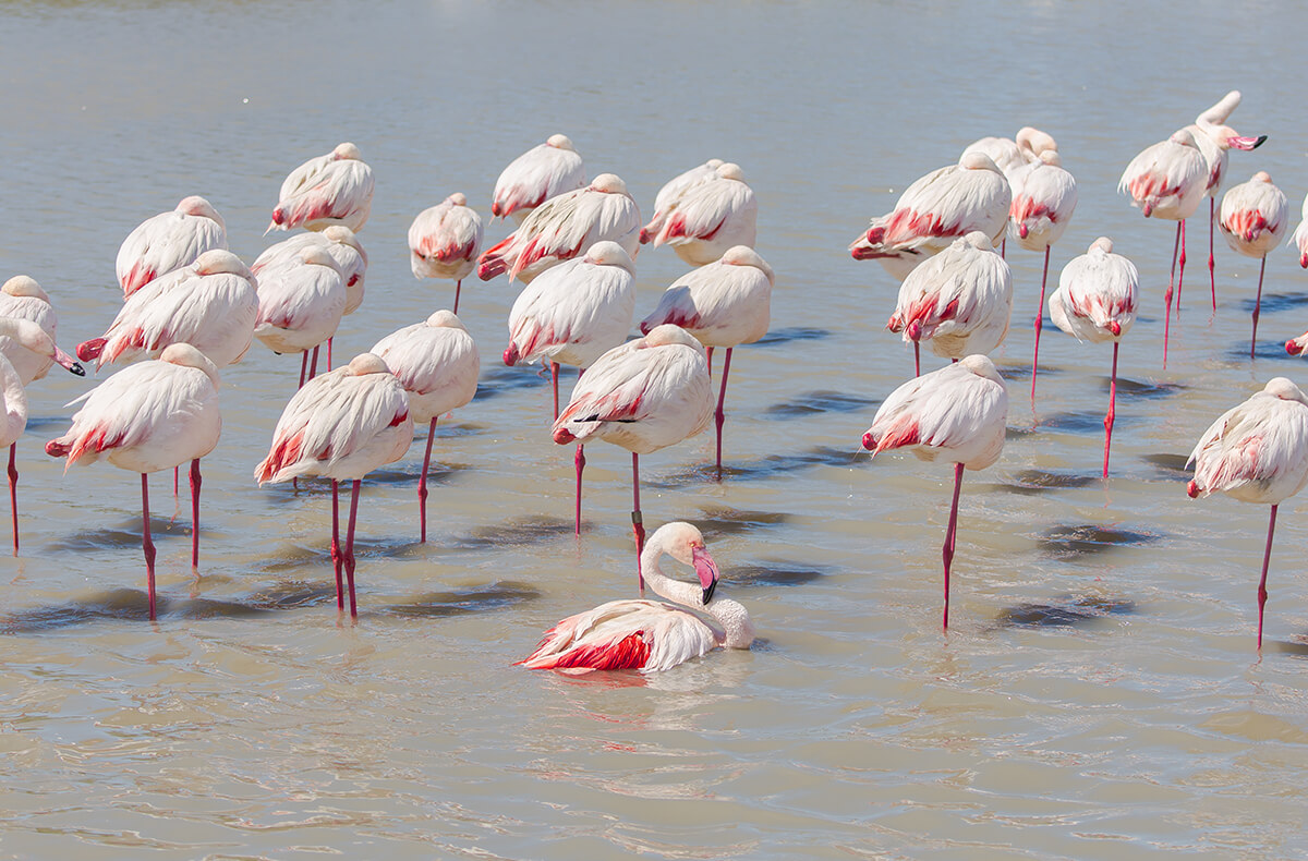 Greater flamingos