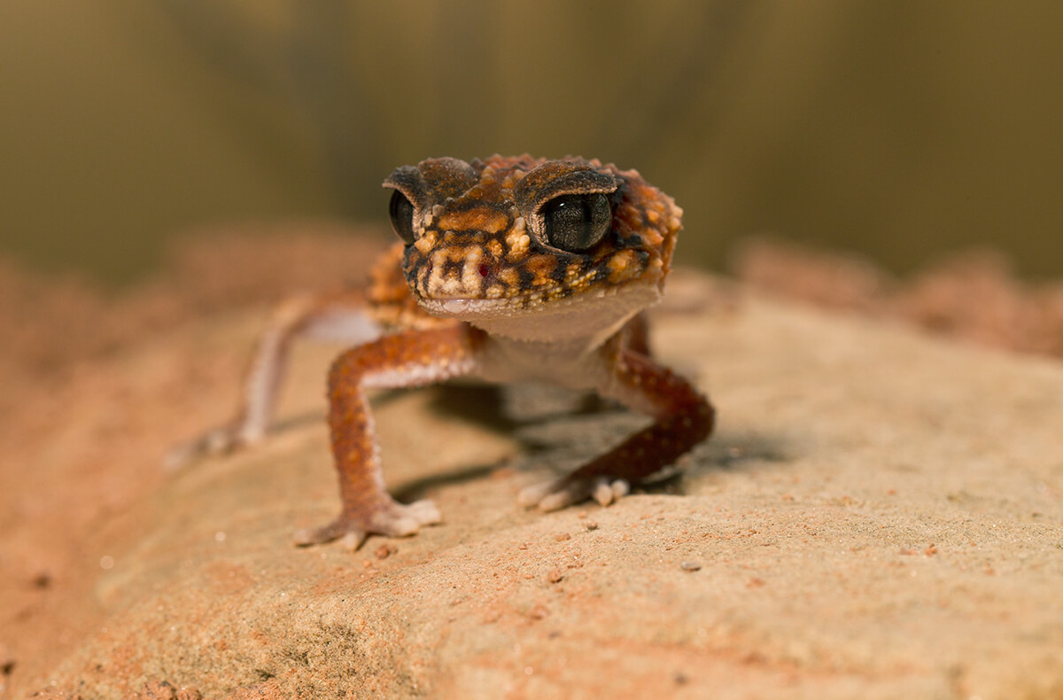 Banded Knob-tailed gecko