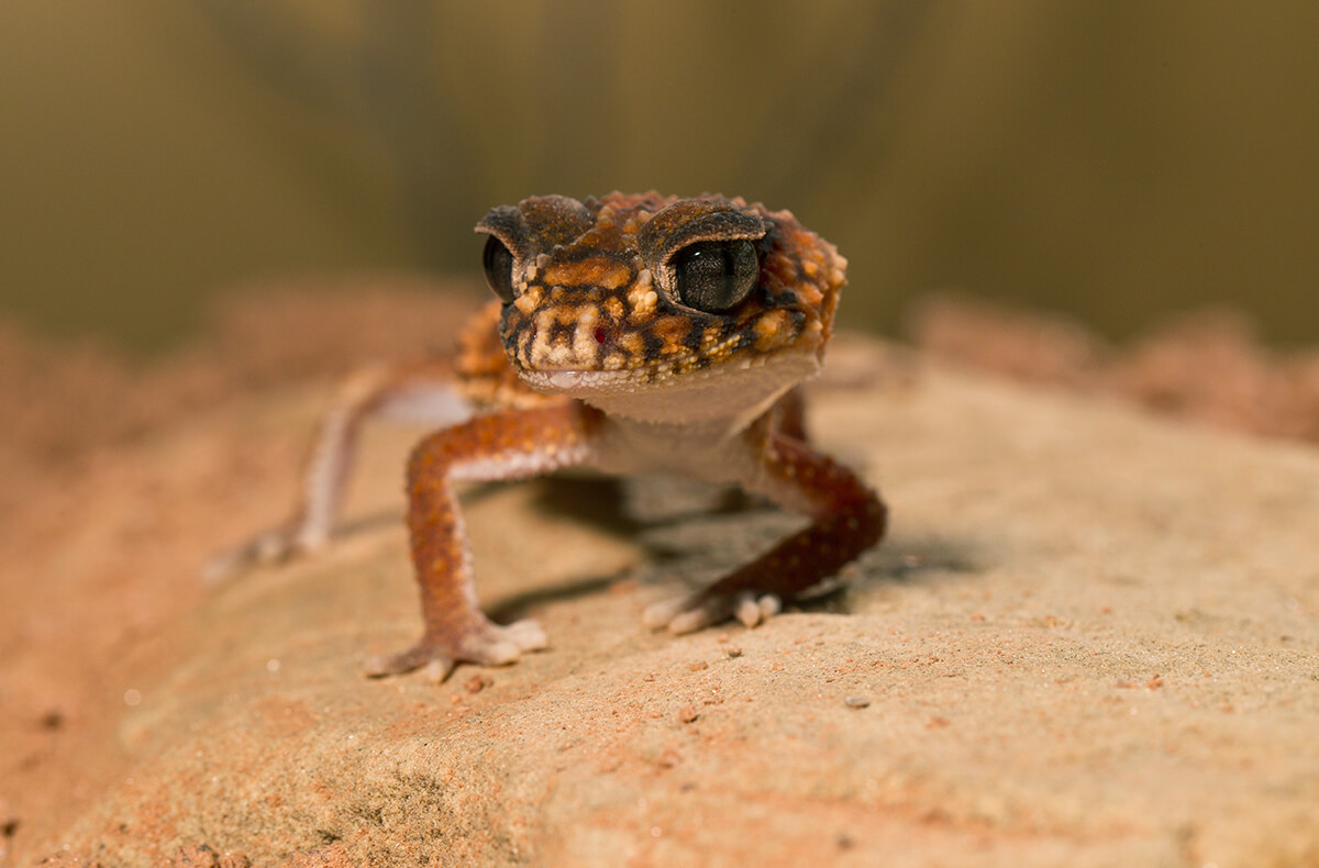 Gestreepte Knopstaartgekko