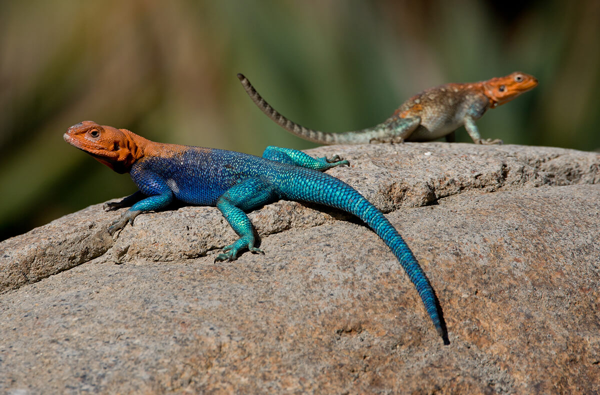 A pair of red-headed agama lizards rest on a large granite boulder