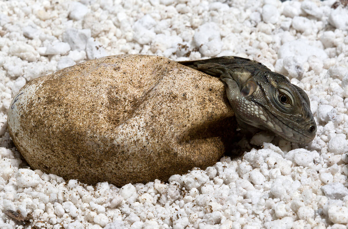Baby Grand Cayman Blue iguana hatching from its egg.