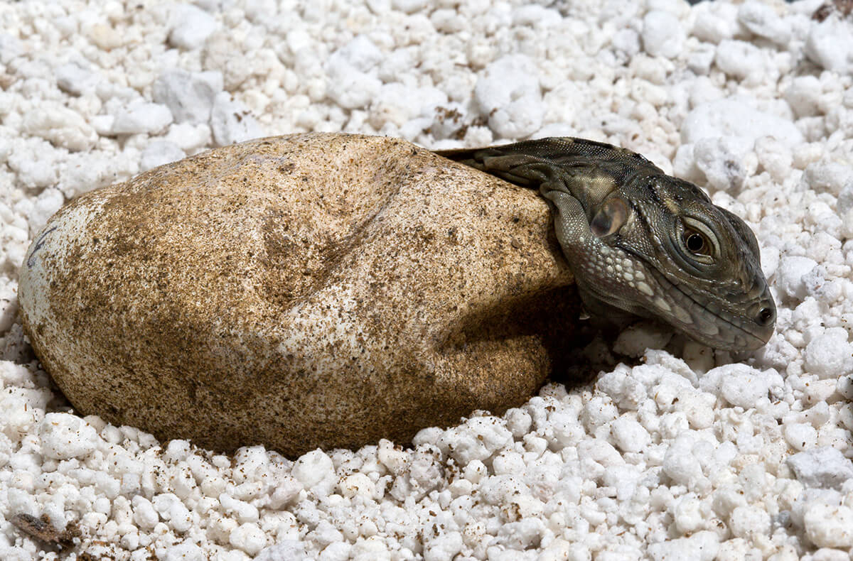 blue frilled lizards