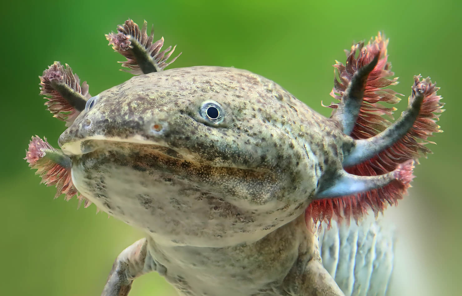 Axolotl's have distinct feathery gills.