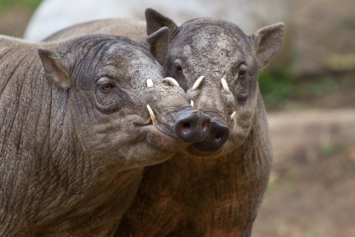 Types Of Wild Pigs