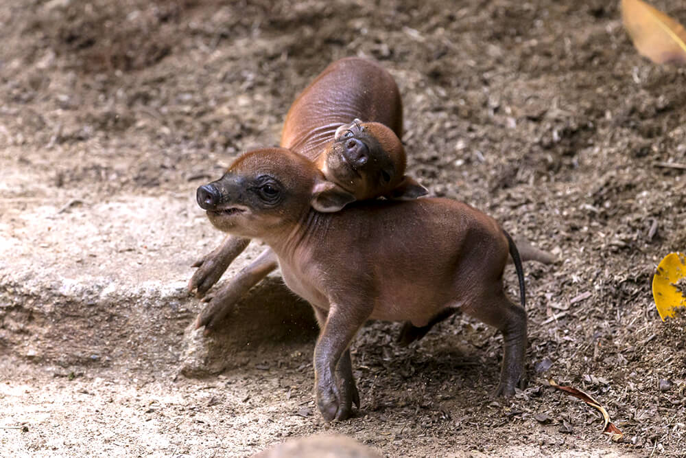 baby babirusa